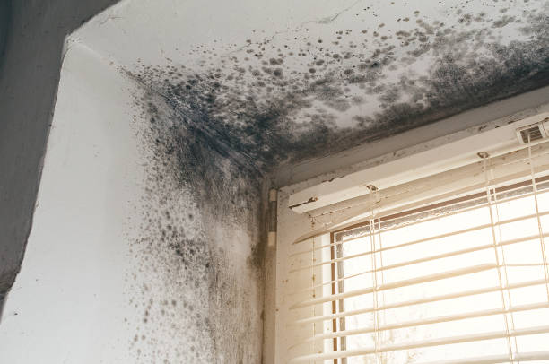 Affordable Mold Removal solutions in Maywood, NJ